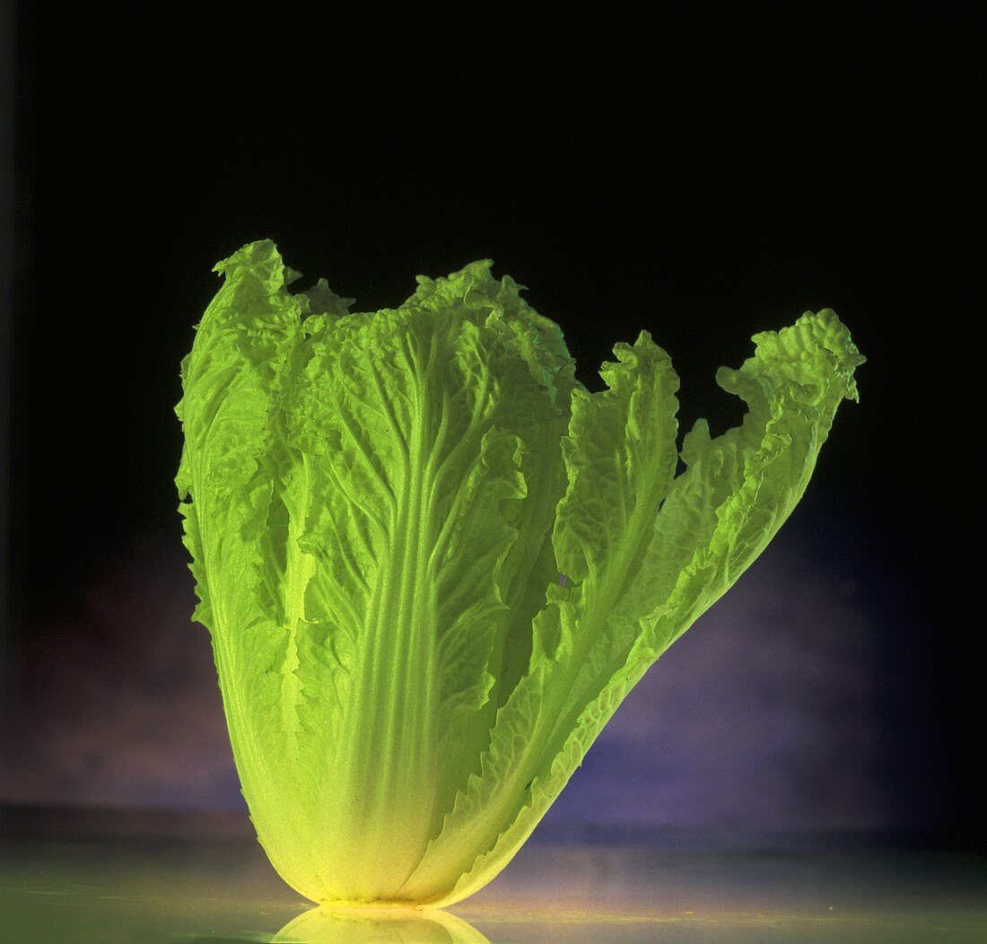 A Romaine lettuce standing on sheet of glass