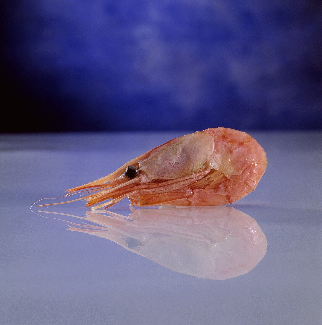 A shrimp on a sheet of glass