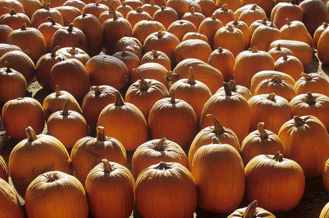 Many Pumpkins on a Farm