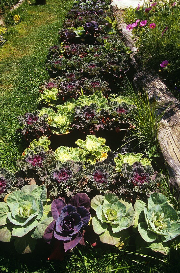 Decorative Cabbages Growing in a Garden