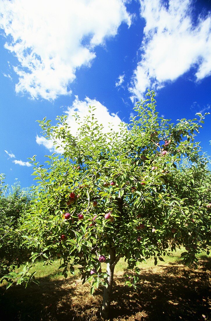 Cortland Apple Tree Against a Blue Sky with Clouds