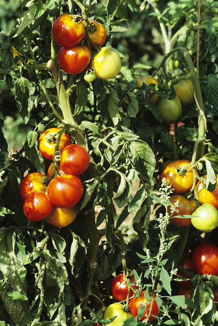 Reife und unreife Tomaten am Strauch