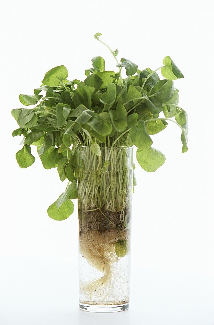 Watercress in a glass