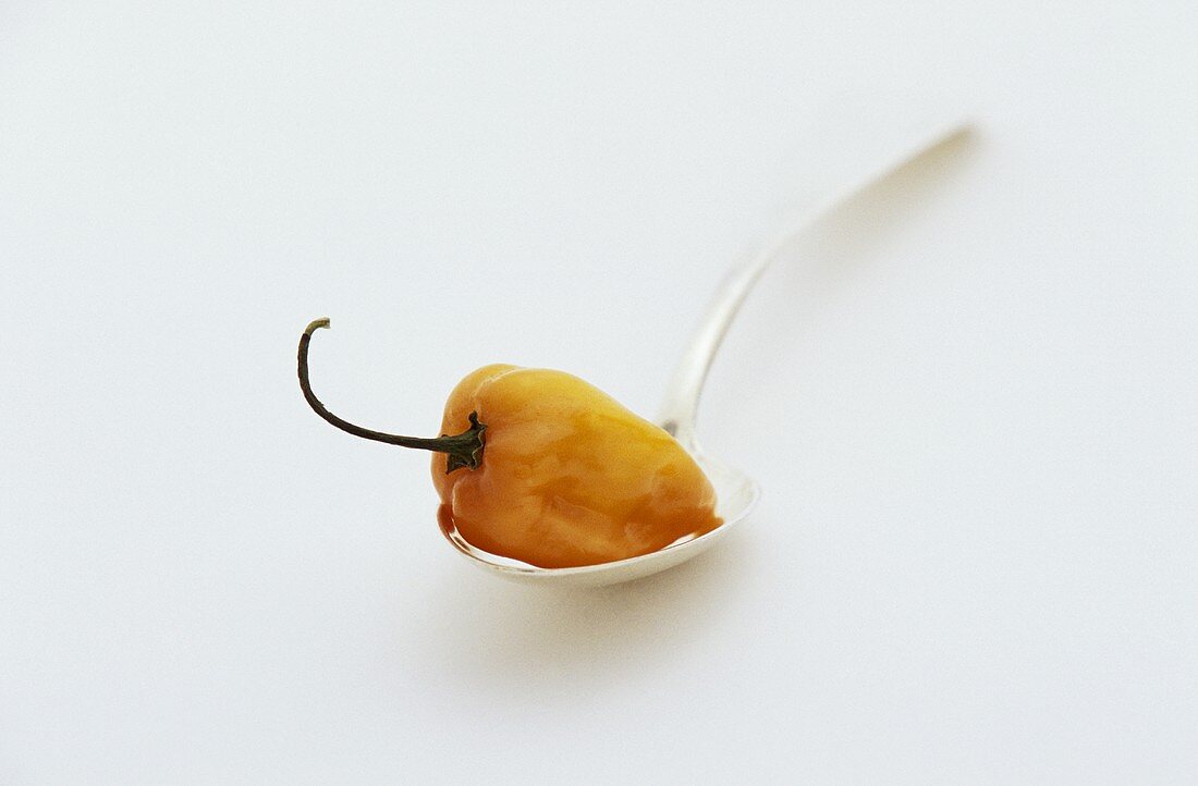 Yellow habanero chilli on spoon