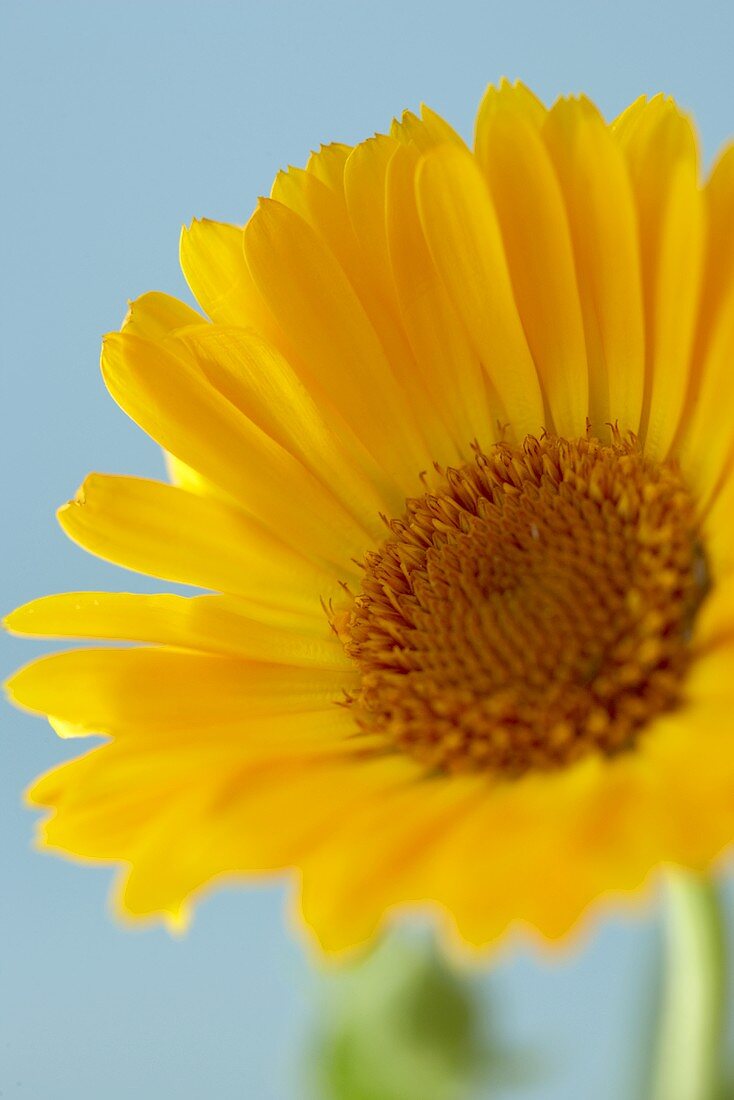 Gelbe Gerbera (Close Up)