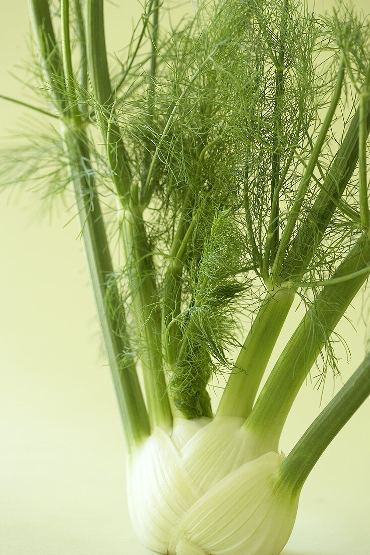 Fennel