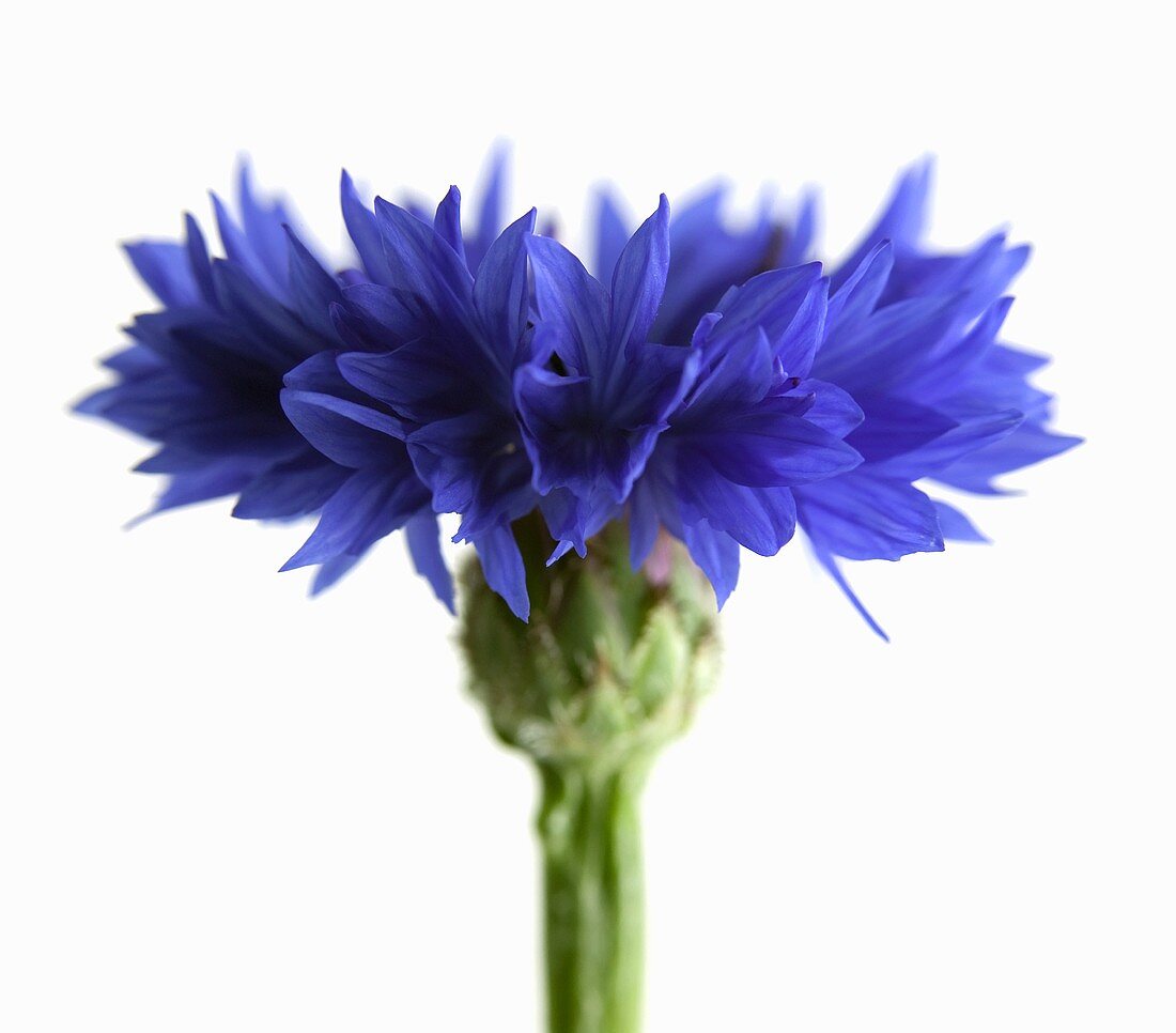 A corn flower (close-up)