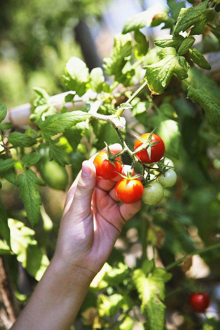 Hand pflückt Tomaten