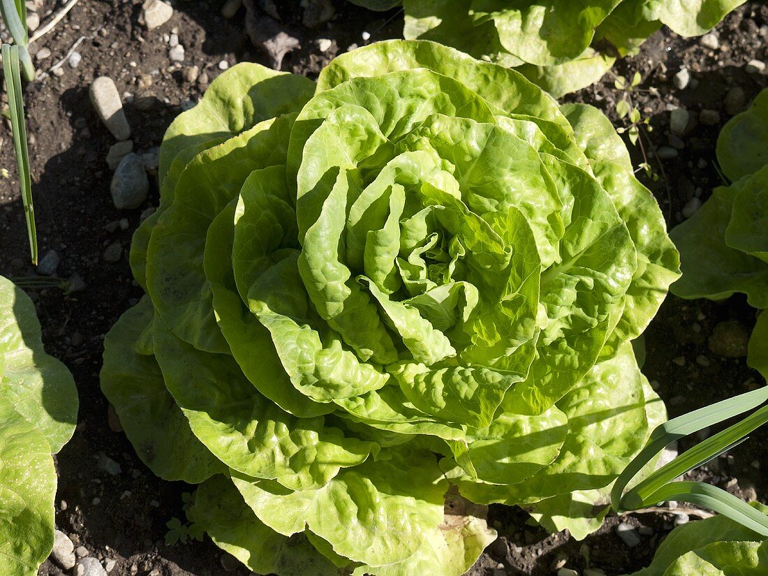 A young lettuce in a vegetable patch