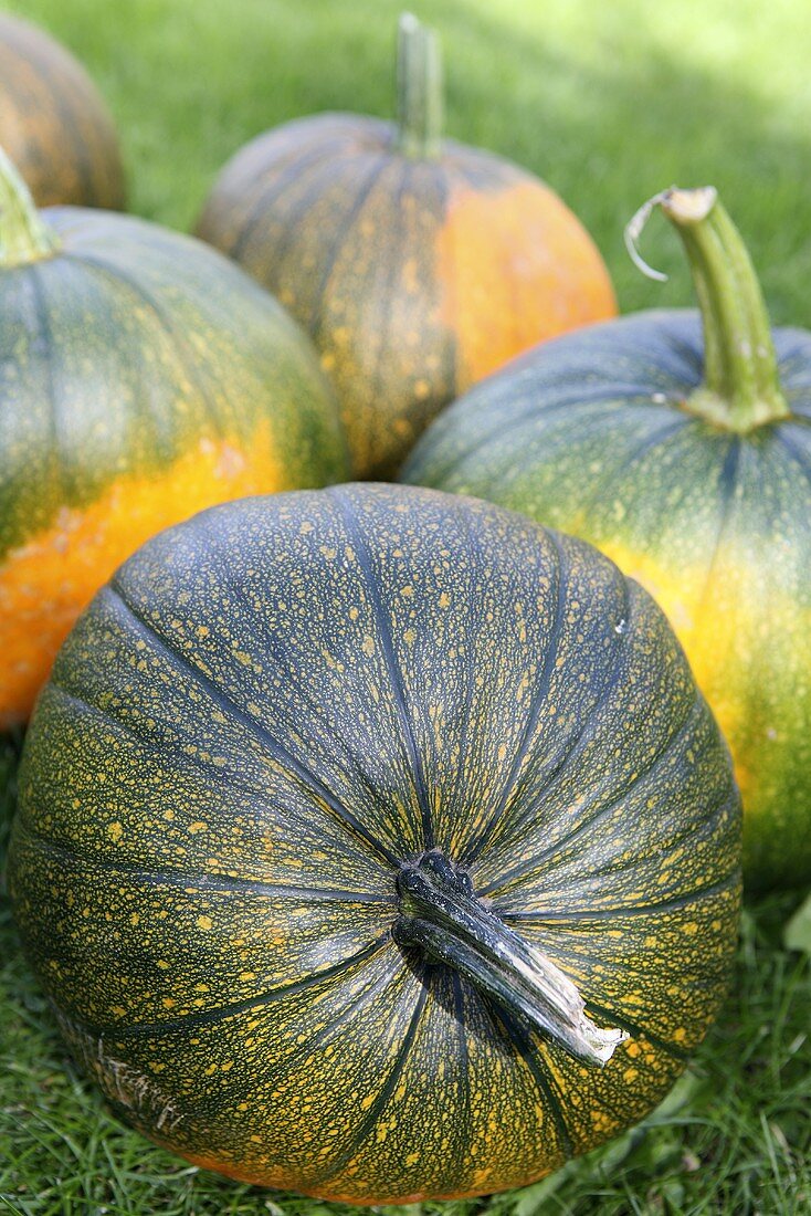 Pumpkins in a field