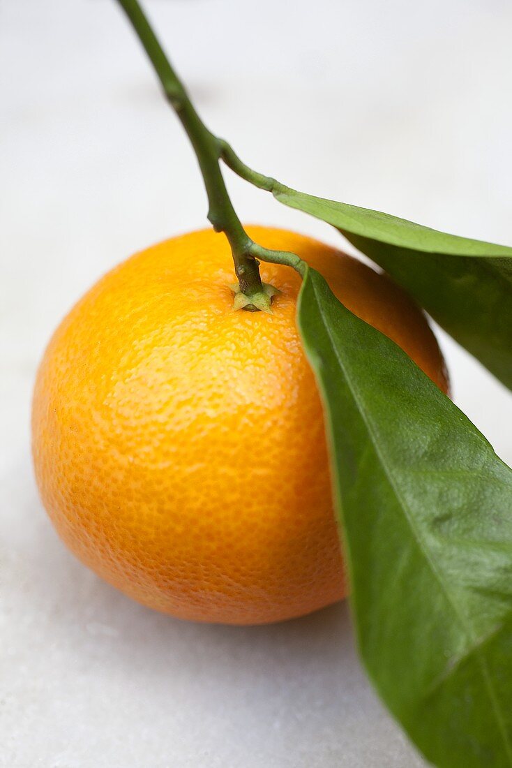 Eine Mandarine mit Stiel und Blättern