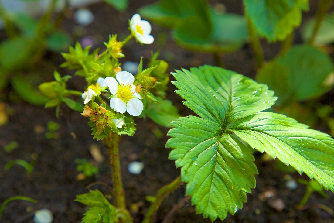 Strawberry plants with flowers