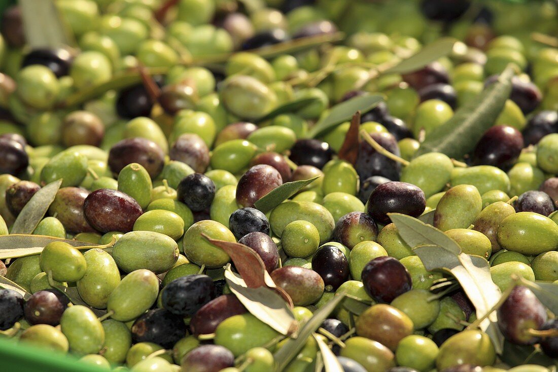 Olives (macro zoom), Perugia, Umbria, Italy