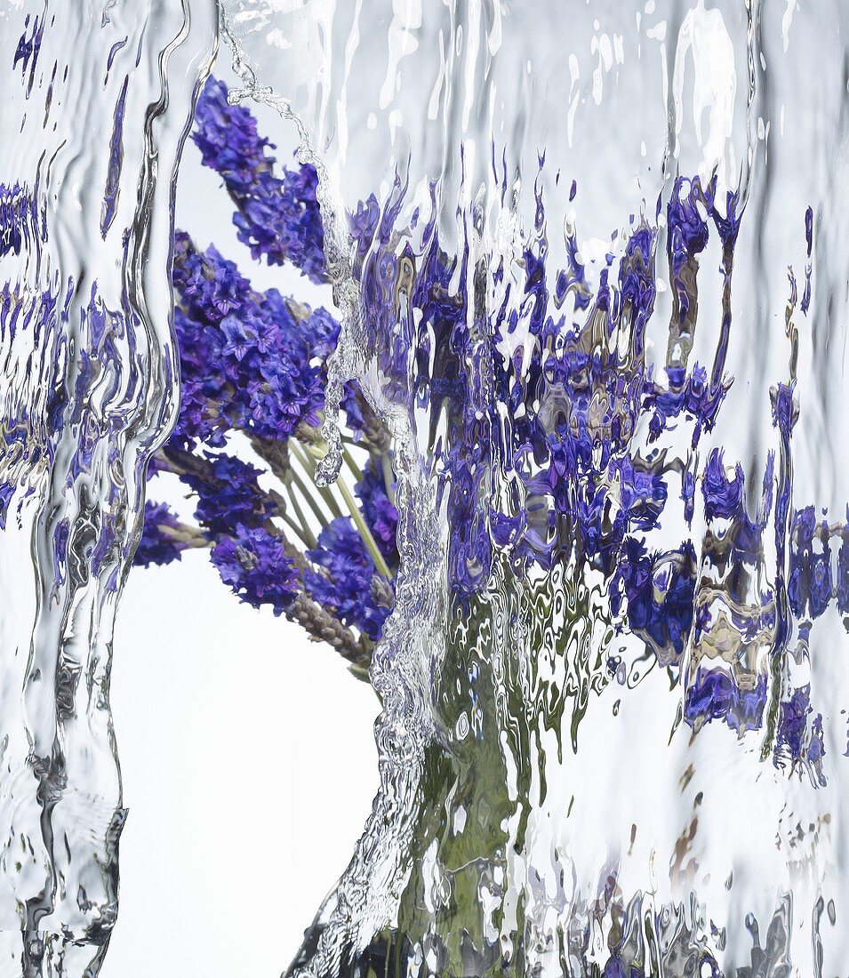 Lavender flowers under flowing water