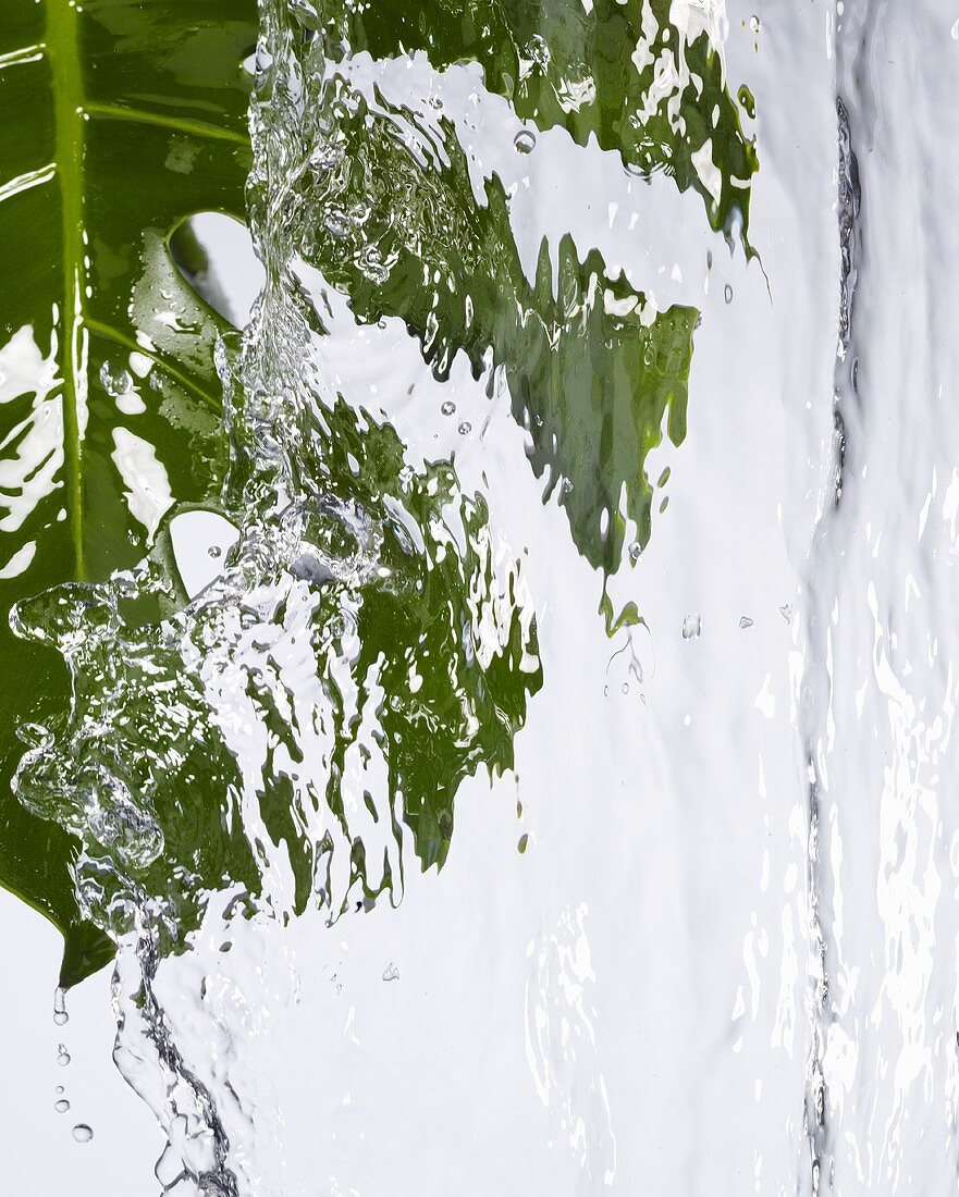 A green leaf under running water