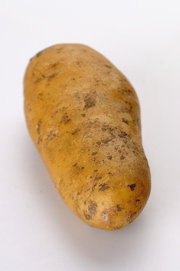 Eine Kartoffel der Sorte Belle de Fontenay