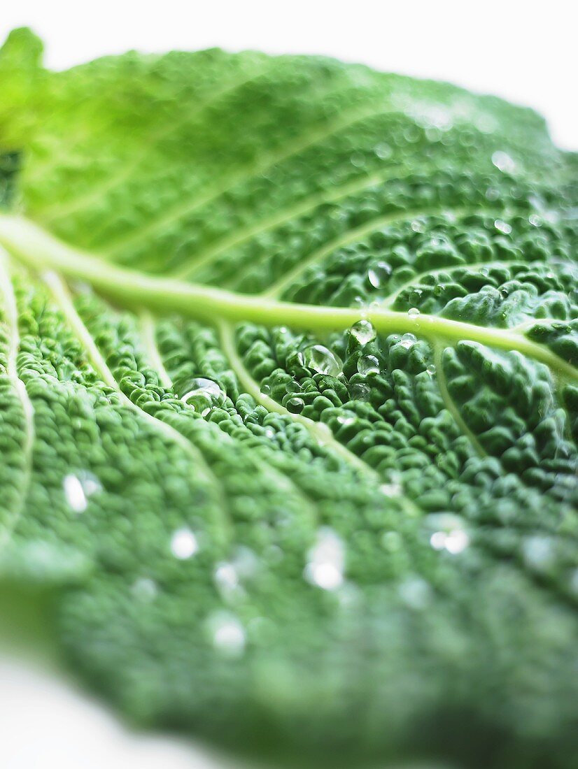 A freshly washed savoy cabbage leaf (close-up)