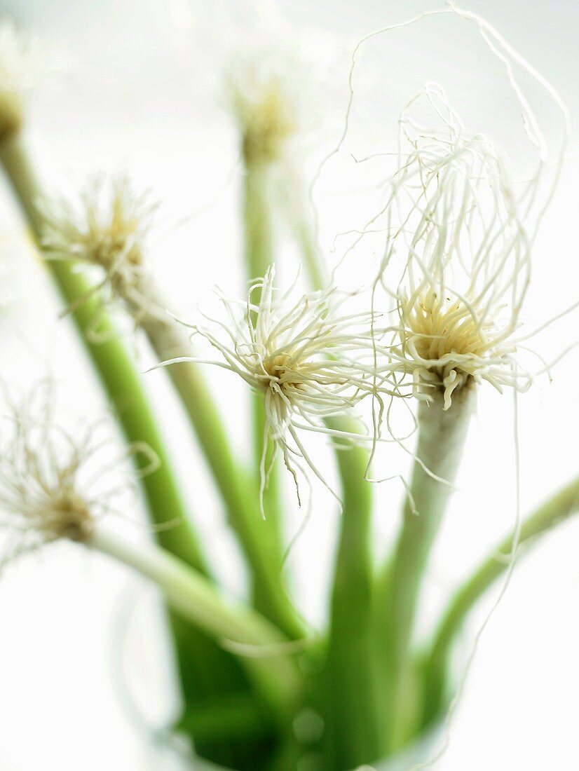 Spring onions in a glass