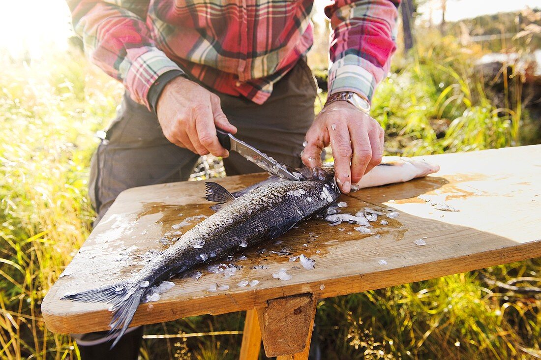 Mann entschuppt einen Fisch