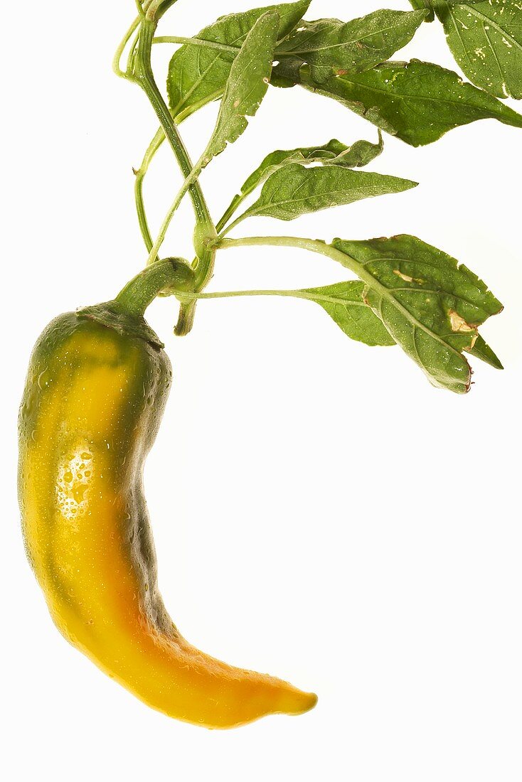 A yellow chilli pepper with leaves