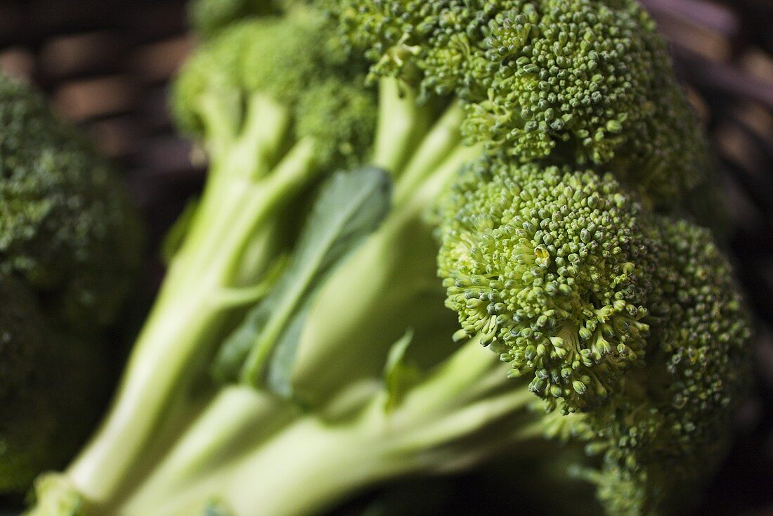 Fresh Broccoli; Close Up