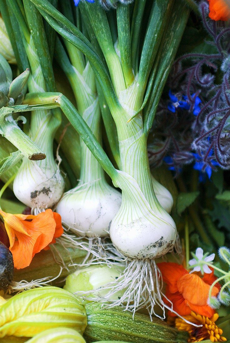 Fresh vegetables from the garden