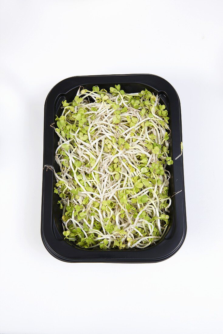Various sprouts