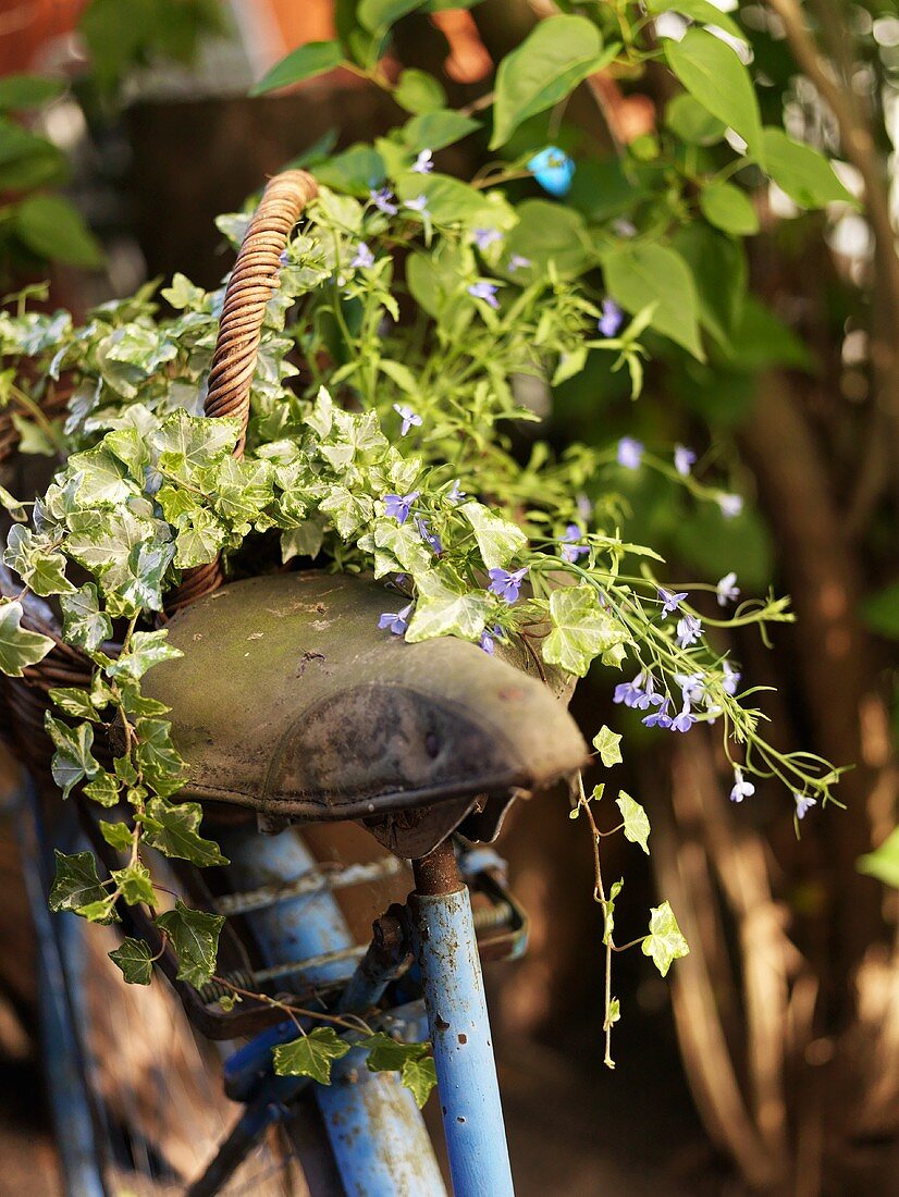 An old bicycle seat covered in ivy in a garden