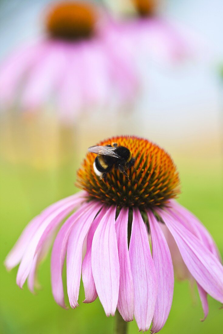 Echinacea Purpurea mit Hummel (Nahaufnahme)