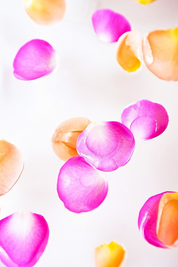 Various rose petals