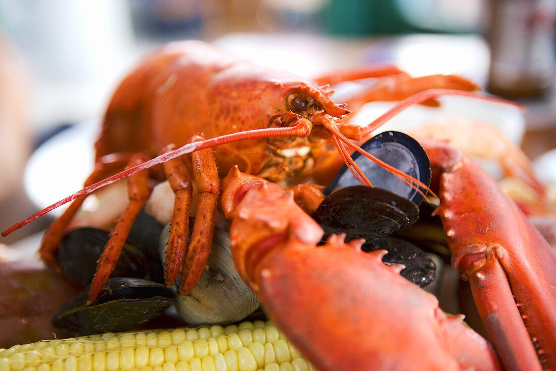 Gedämpfter Hummer mit Clams, Miesmuscheln und Maiskolben