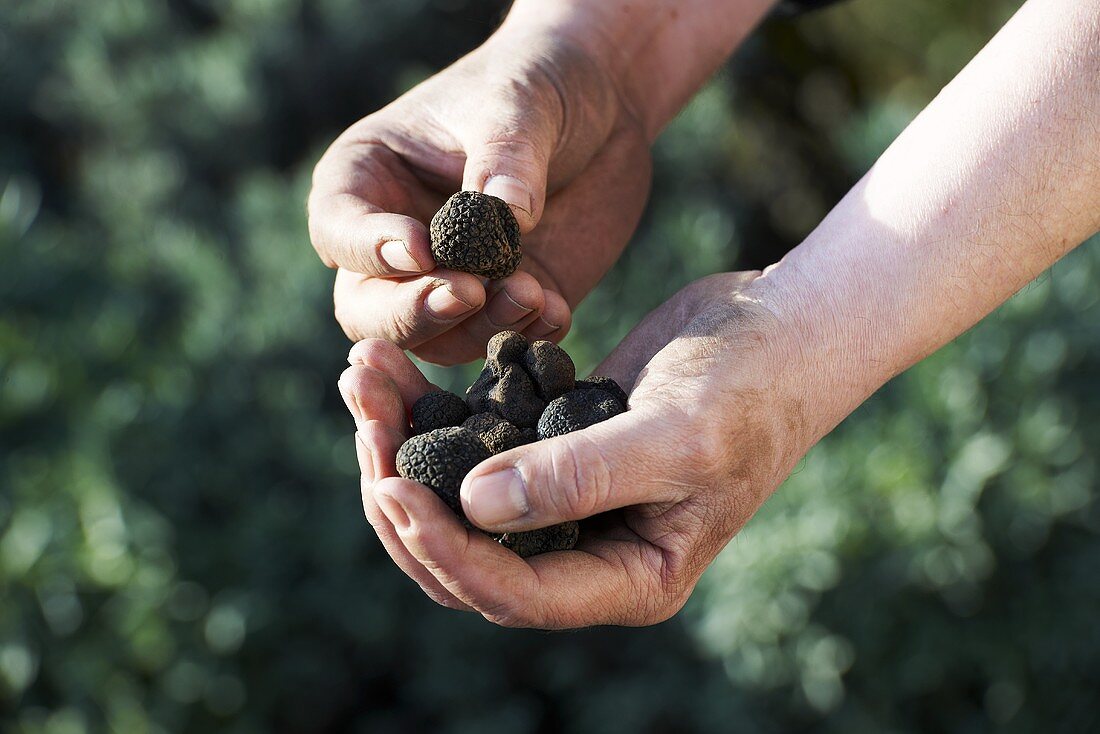 Hands holding black truffles