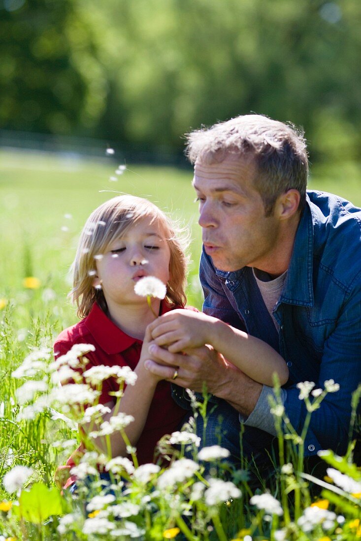 A father and son blowing dandelion clocks in a field