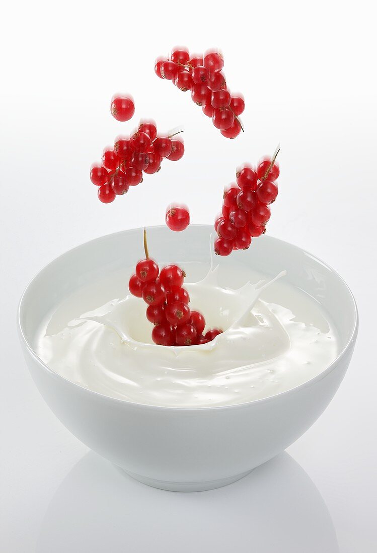 Redcurrants falling into a bowl of yogurt
