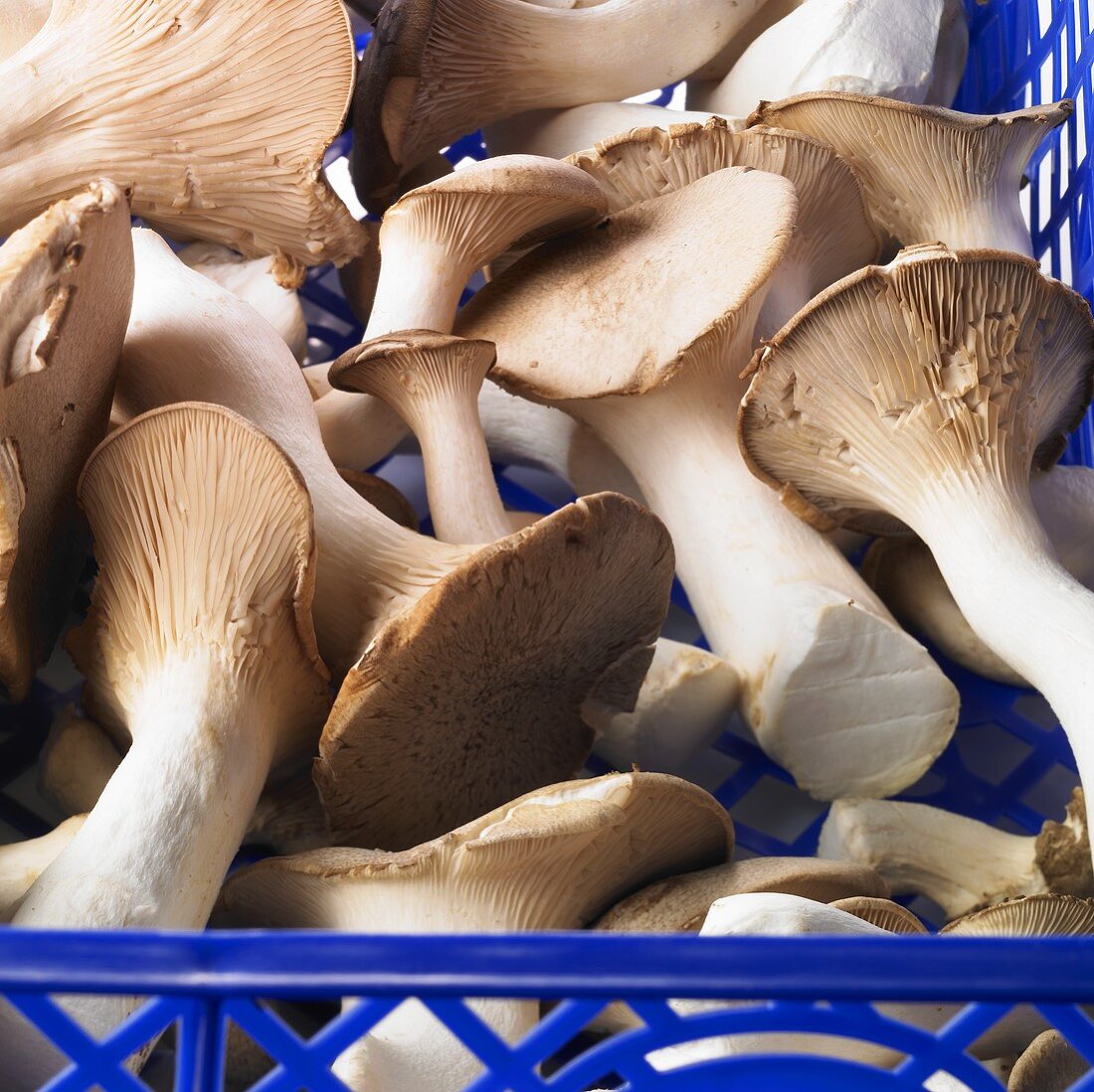 Fresh king trumpet mushrooms in a crate