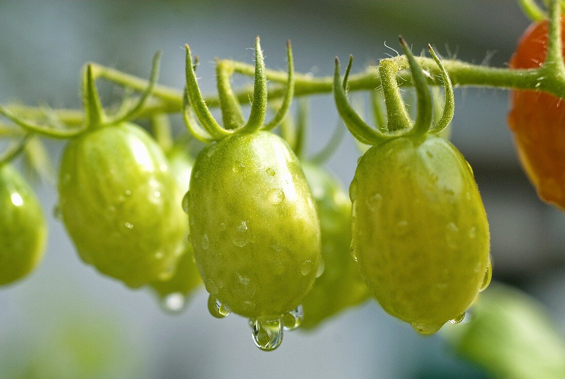 Many Unripe Grape Tomatoes on the Vine; Freshly Watered