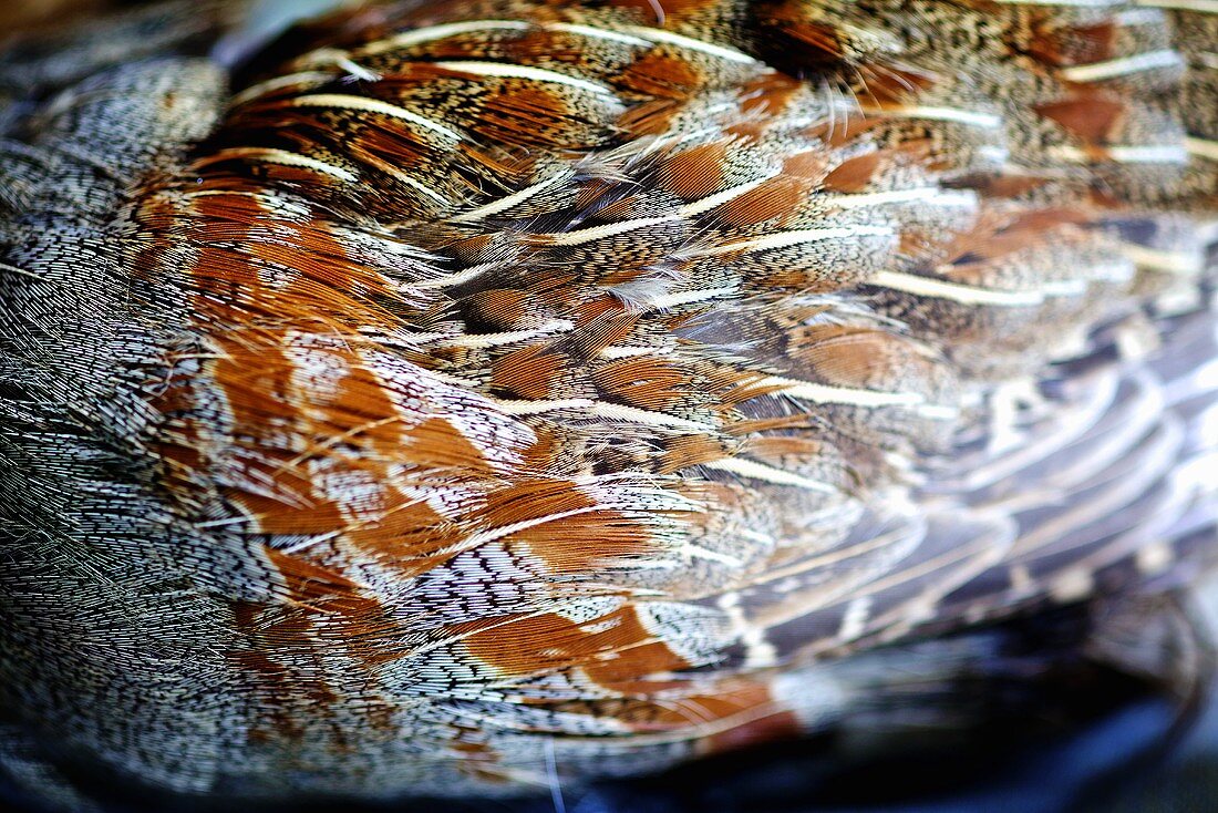 Partridge plumage (close-up)
