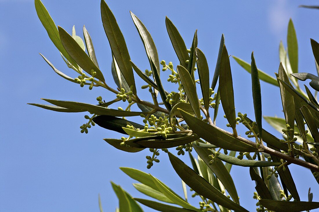 An olive tree sprig