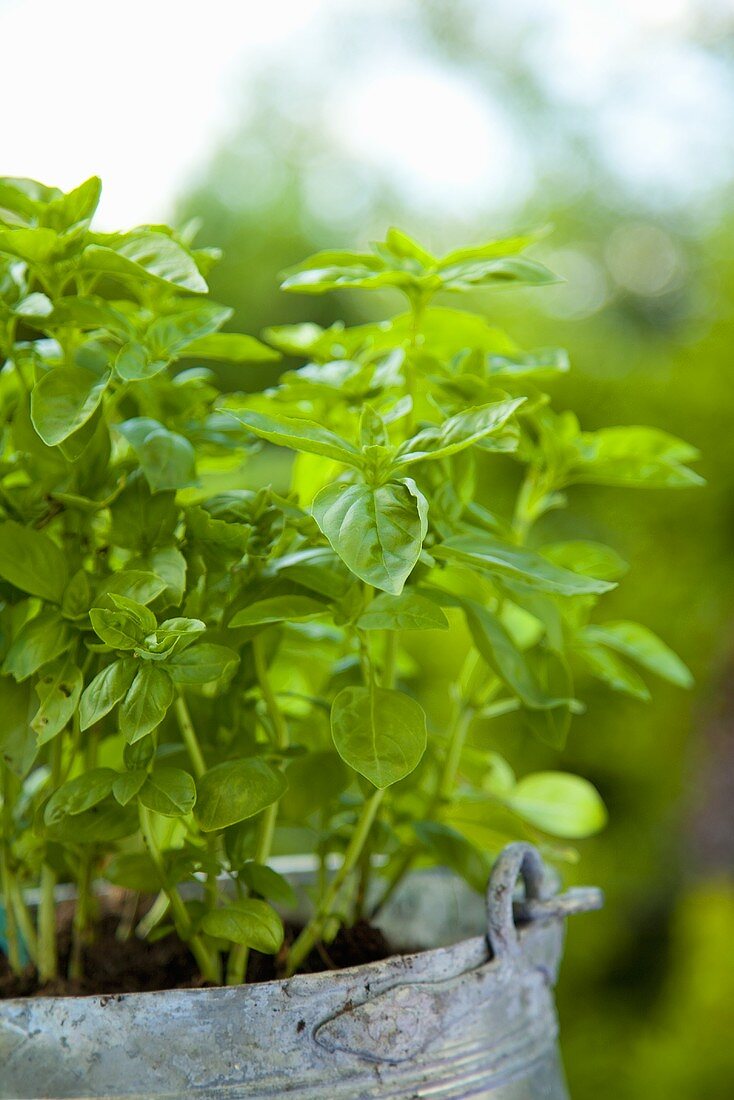 Fresh mint in a plant pot
