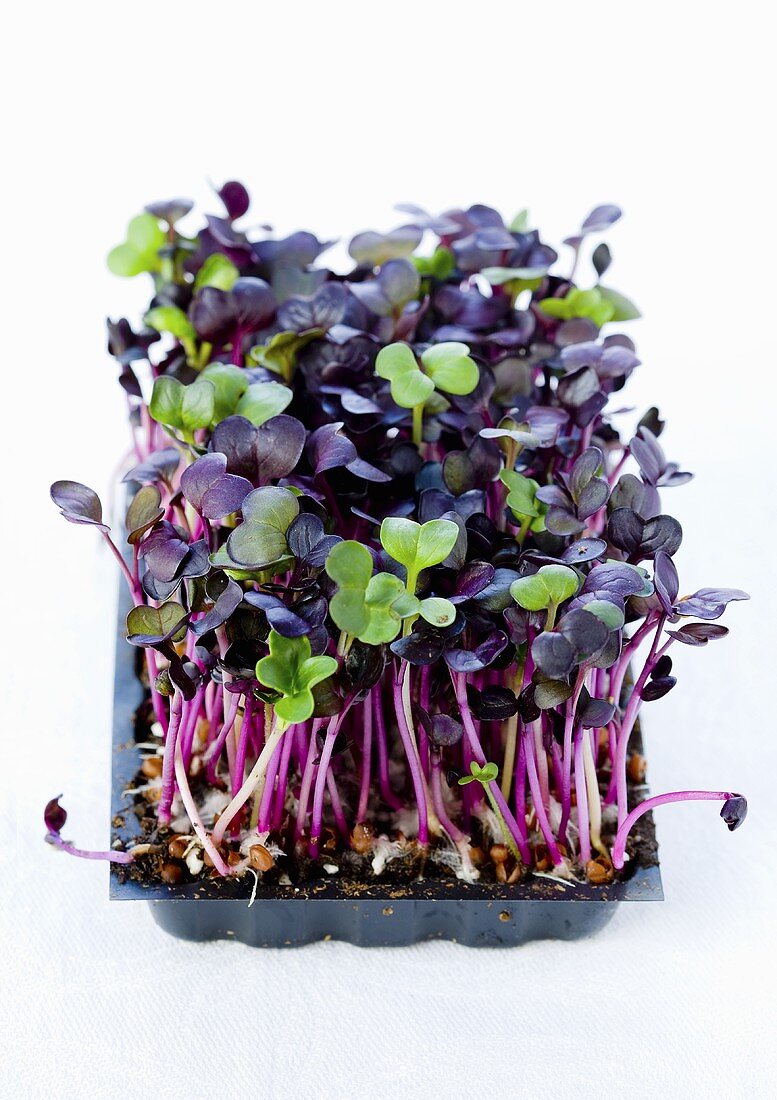 Daikon cress in a plastic container