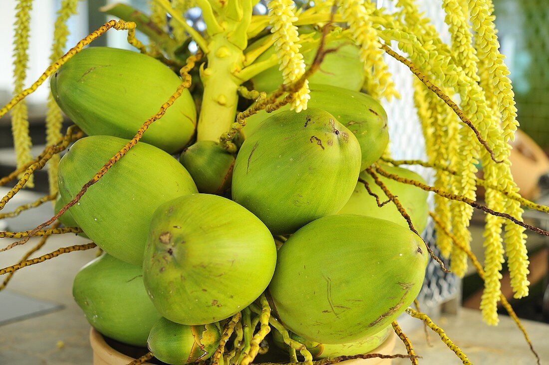 Grüne Kokosnüsse am Stamm