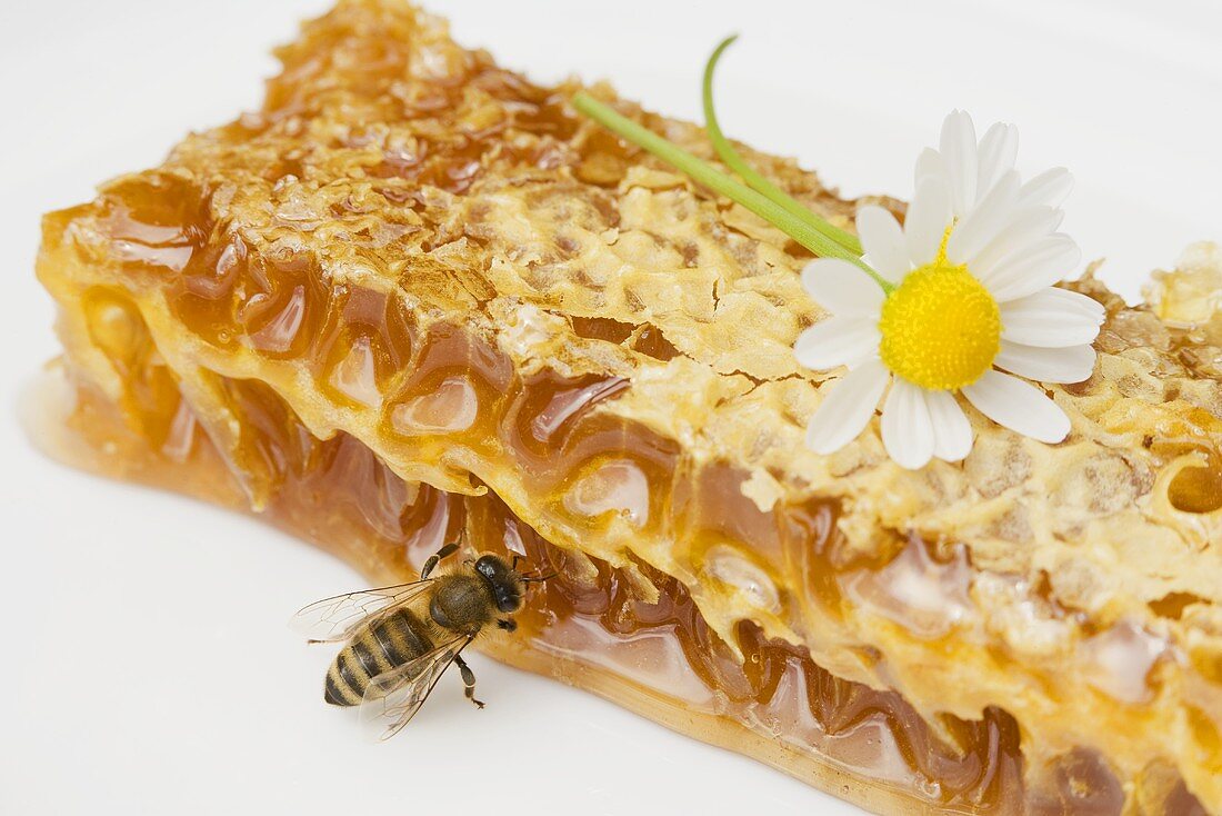 Honigwabe, Biene und Margerite