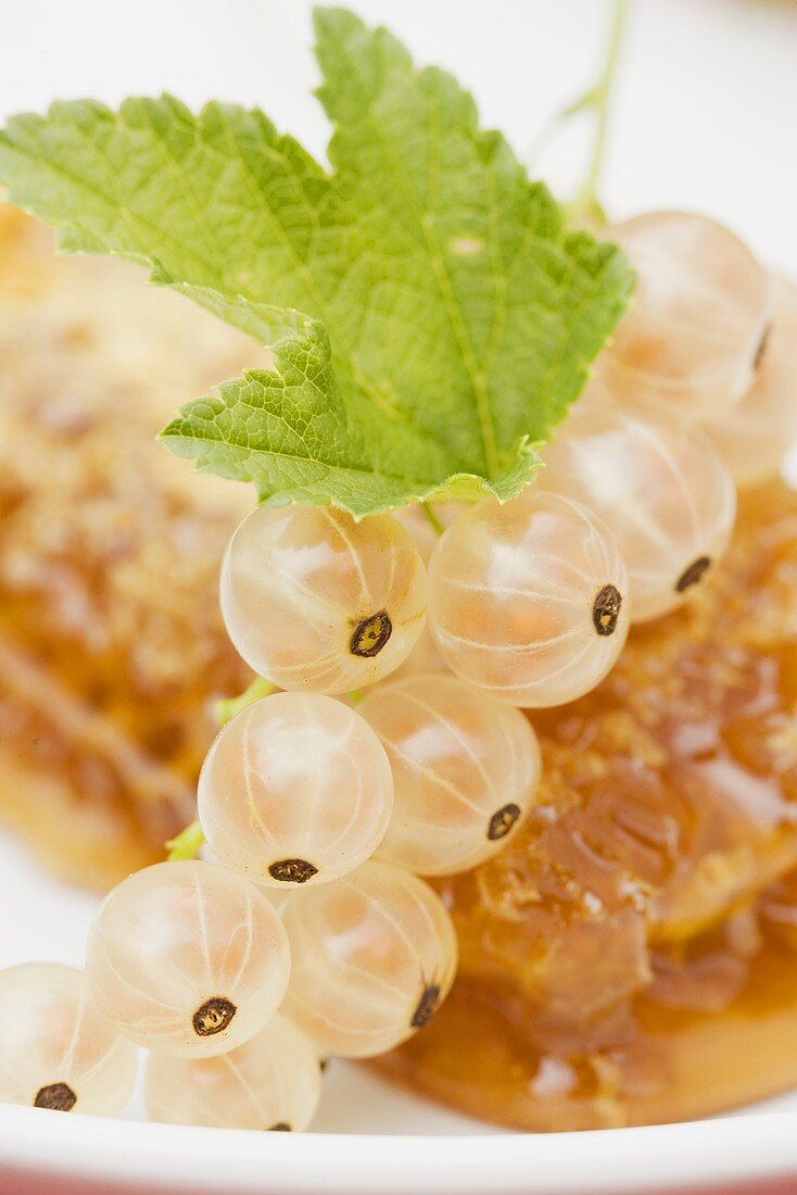 White currants on a honeycomb