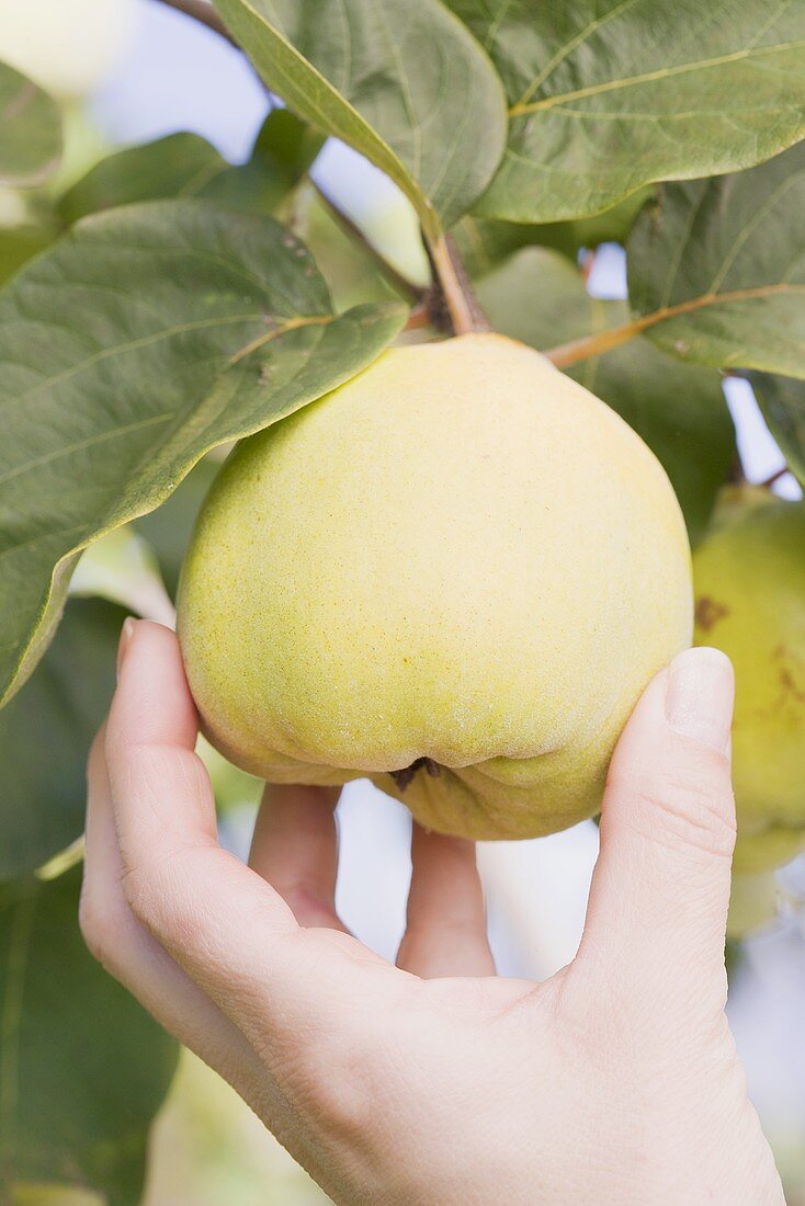 A hand reaching for a quince on a tree