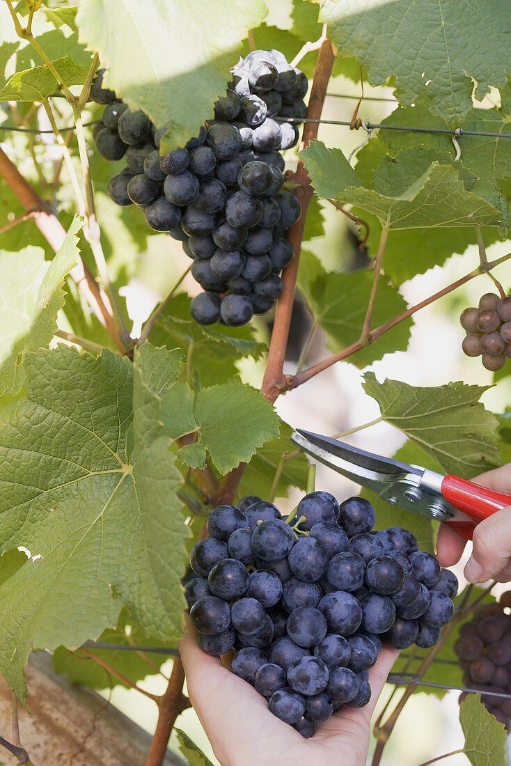 Red wine grapes being cut from a vine