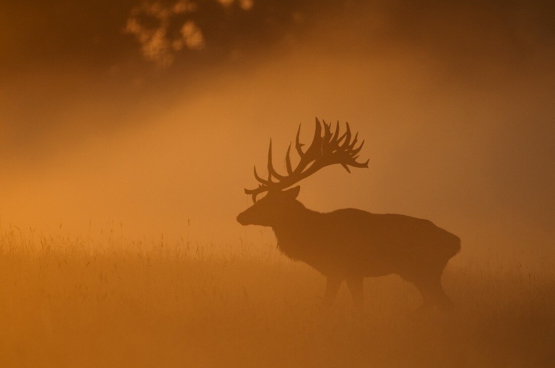 A stag in a clearing in the mist