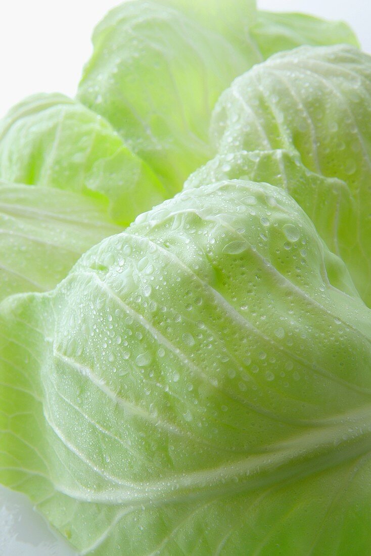 Freshly washed white cabbage (close-up)