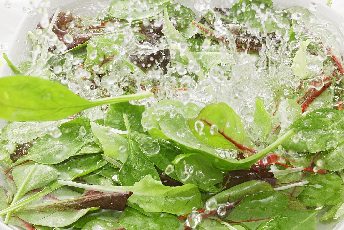 Blattsalat und Spinat im Wasser