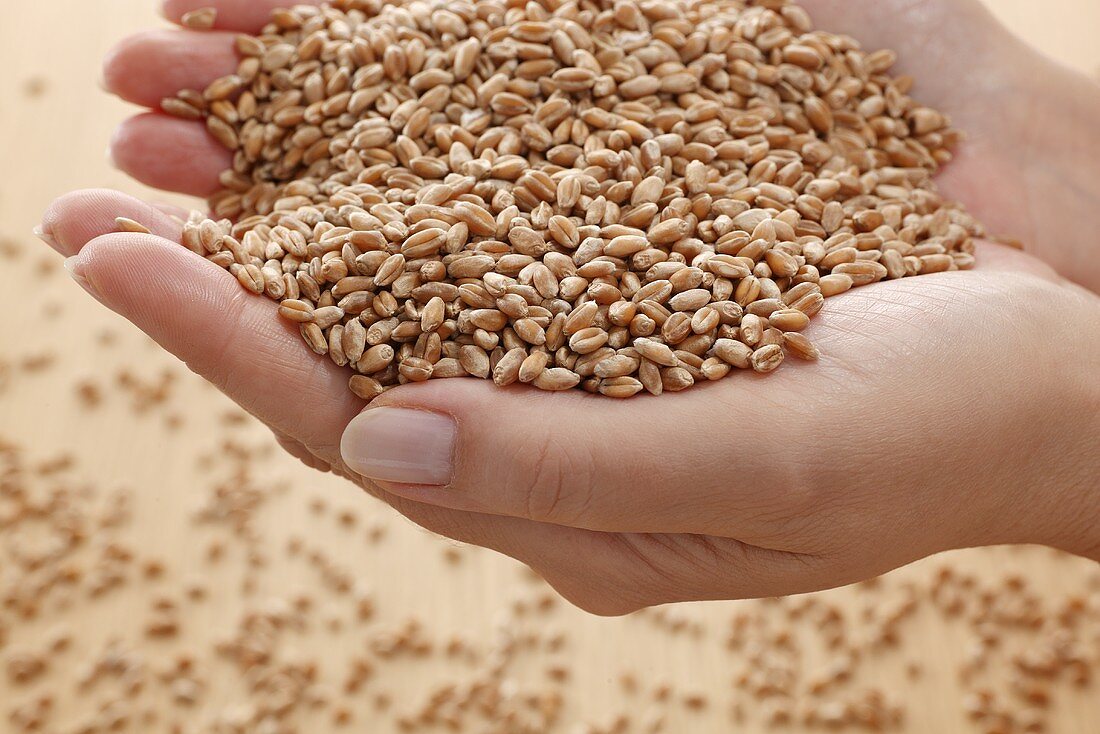Hands holding grains of wheat