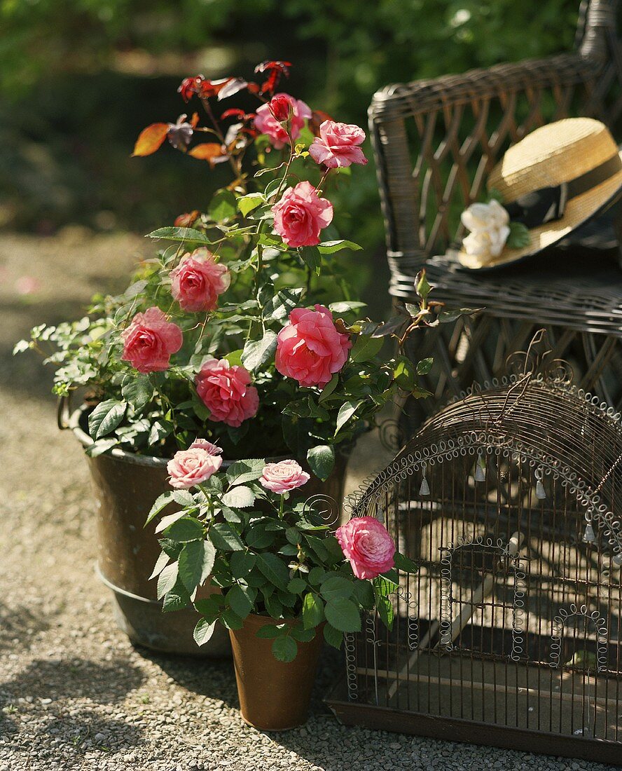 Rose im Blumentopf mit Vogelkäfig und Sonnenhut